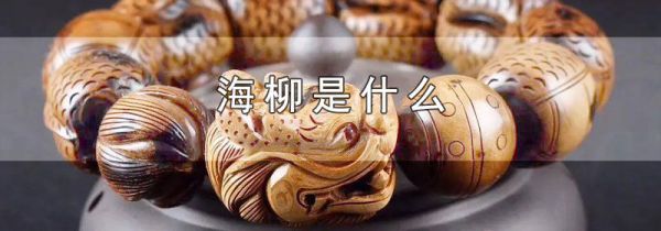 海柳是什么