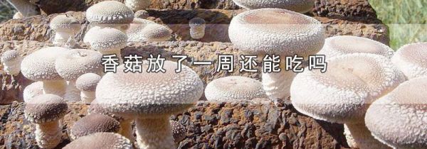 香菇放了一周还能吃吗