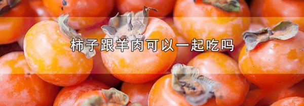 柿子跟羊肉可以一起吃吗
