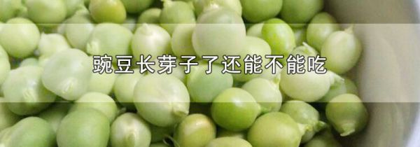 豌豆长芽子了还能不能吃