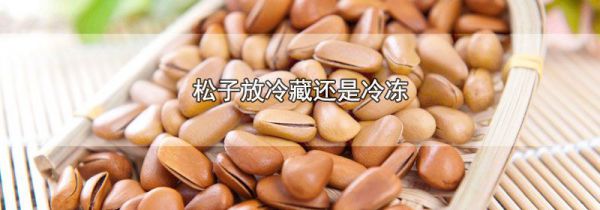 松子放冷藏还是冷冻