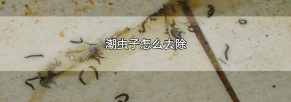 潮虫子怎么去除
