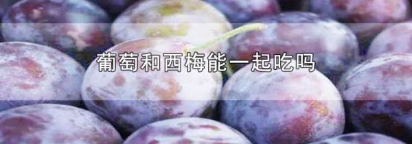 葡萄和西梅能一起吃吗