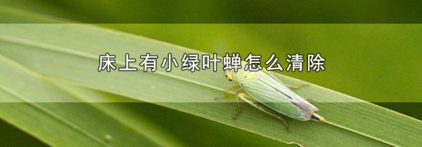 床上有小绿叶蝉怎么清除