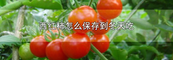 西红柿怎么保存到冬天吃
