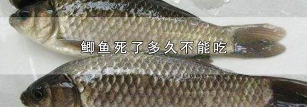 鲫鱼死了多久不能吃