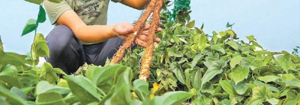 山药叶子的功效与作用