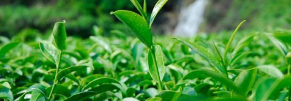 福建安溪茗茶是什么