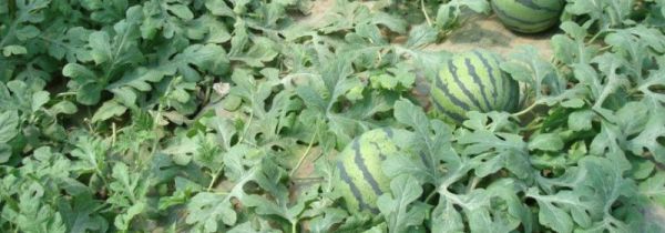 怎样判断西瓜是否熟了