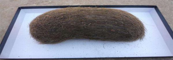 猪宝是什么东西