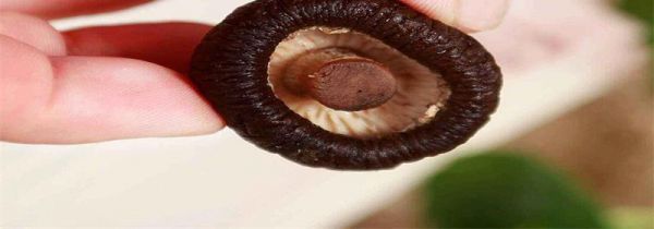 干香菇过了保质期能吃吗