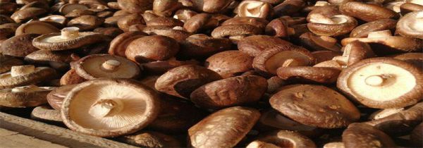 干香菇炖鸡汤的做法