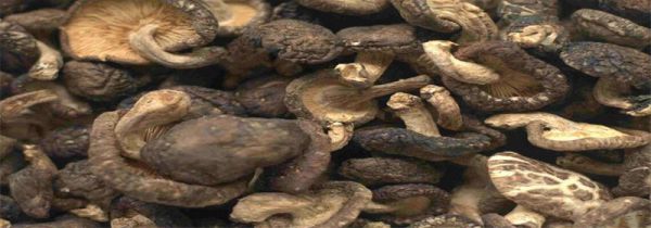 干香菇泡了两天还能吃吗