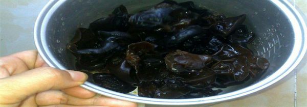 泡好的黑木隔夜可吃吗