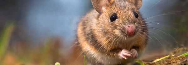 死老鼠的臭味有毒吗