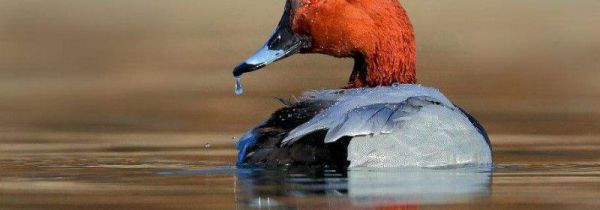 红头鸭的营养价值和吃的禁忌