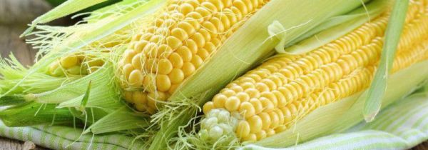 玉米一天吃多少为宜