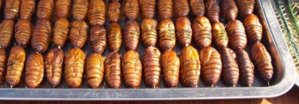 蚕蛹一天吃多少为宜