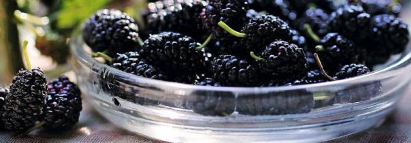 桑葚相克的食物有哪些