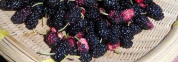 桑葚泡酒的泡法