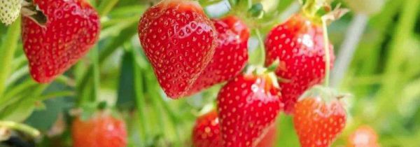 草莓的功效与作用禁忌
