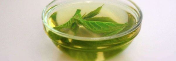 桑树叶泡水的危害