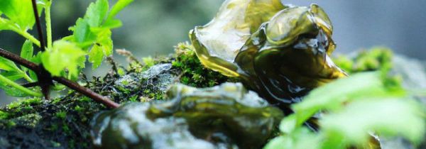 地皮菜泡久了有毒吗