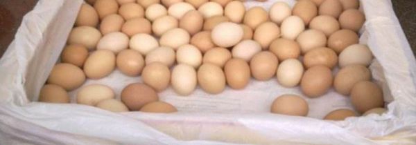 鸡蛋放冰箱用塑料袋吗