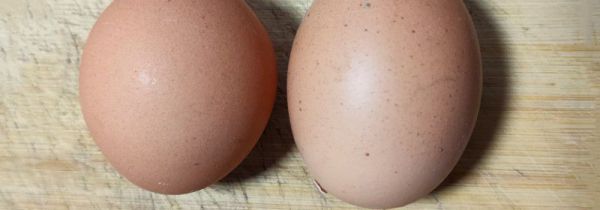 鸡蛋外壳发霉怎么处理