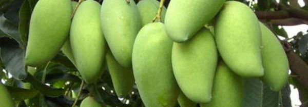 芒果表面有疙瘩是什么原因