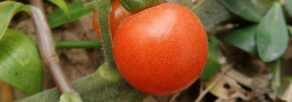 西红柿可以和土豆一起炒着吃吗