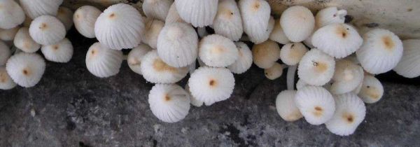 墙角长蘑菇的原因