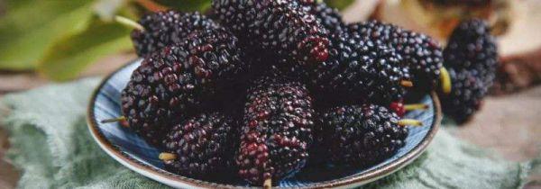 桑椹泡酒桑椹要水洗吗