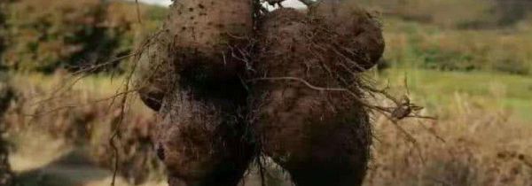 毛薯发芽能不能吃