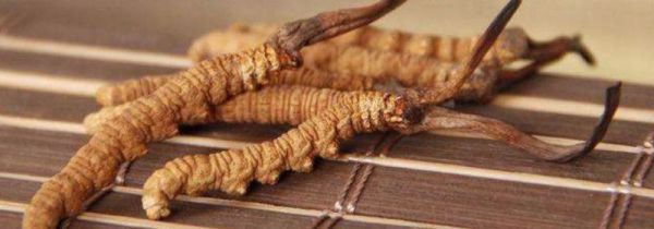 冬虫夏草可以放冰箱冷冻吗