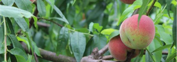 桃可以放冰箱保鲜吗