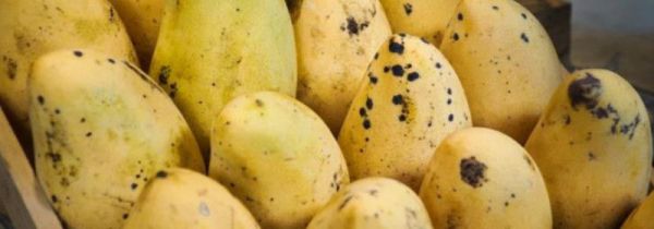 芒果黑斑削了还能吃吗