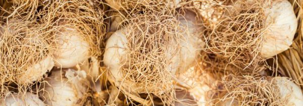 大蒜根须的功效与作用