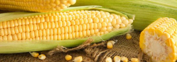 新鲜玉米常温下可以放多久