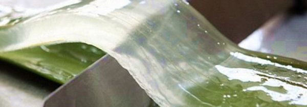 芦荟生吃的功效和作用