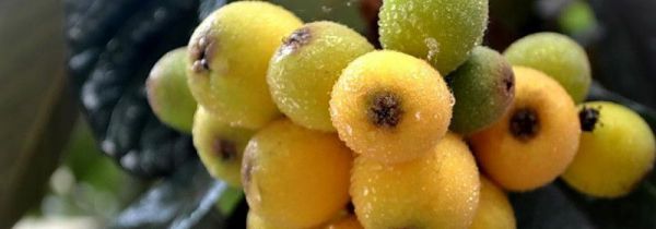 枇杷没熟可以吃吗