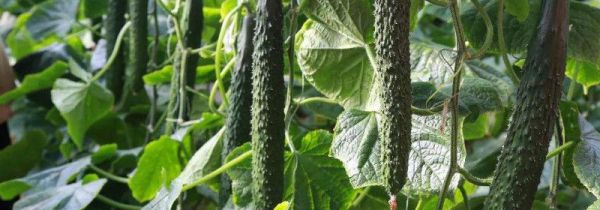 黄瓜有点苦怎么处理