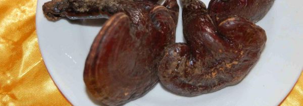 干灵芝保质期多久