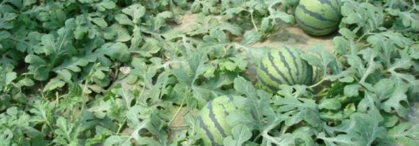 西瓜没熟能吃吗