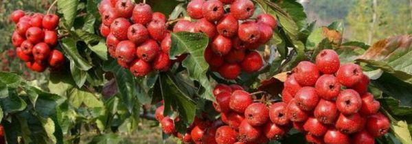 山里红和山楂的区别
