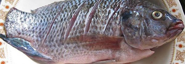 鲫鱼和冬瓜相克吗