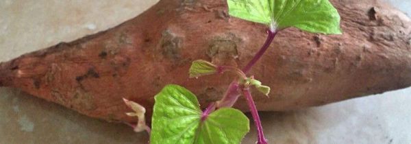 长芽红薯去芽还能吃吗