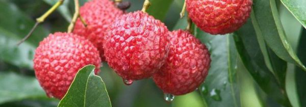 荔枝没有冰箱怎么保存