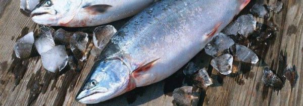 三文鱼冷冻能保存多久