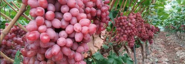 无籽葡萄对身体有害吗